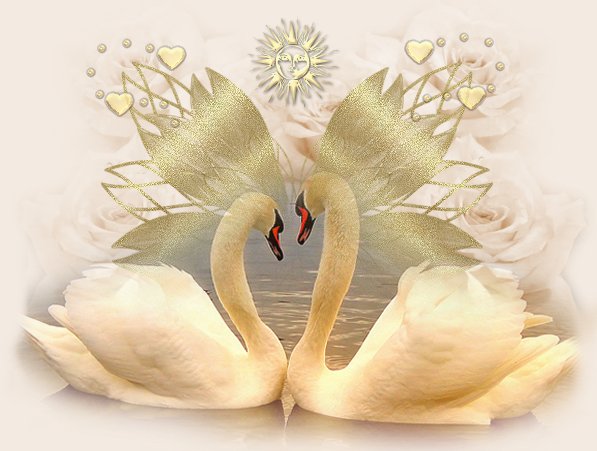 Beautiful Swan Love HD Wallpapers Free Download