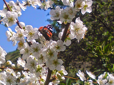 mariposa entre flores de ciruelo vanessa atalanta