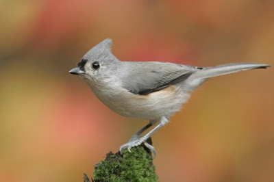 Titmouse Bird Pictures9