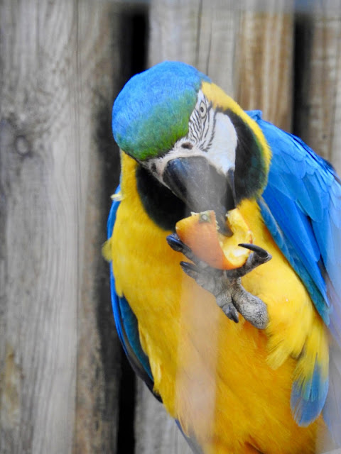 Blue-and-Yellow Macaw