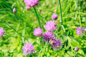 Honey bee on chive flower