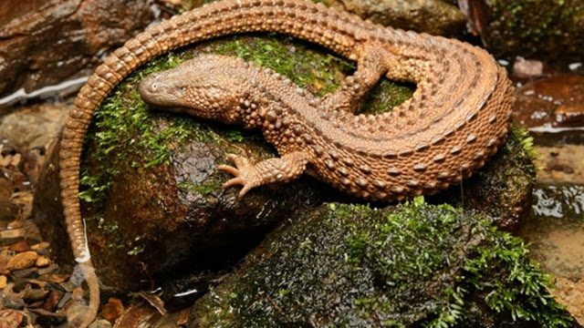 Biawak Tanpa Kuping Dari Kalimantan