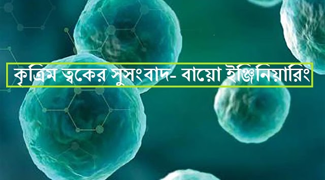 কৃত্রিম ত্বক - বায়ো ইঞ্জিনিয়ারিং