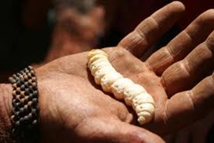 Grub-larvae