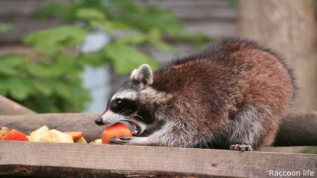 Raccoons as Pets - Keeping and Caring in your Home
