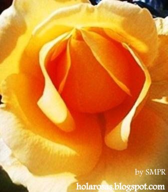 Fotos Rosas Amarillas Regalos Virtuales para compartir en redes sociales