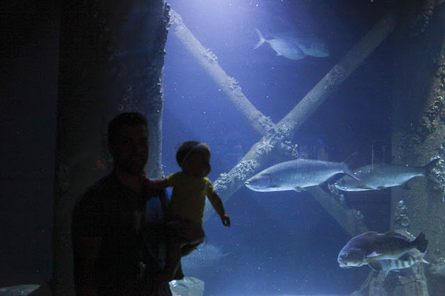 Dad and infant enjoy the Downtown Aquarium Houston