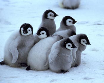 penguin photography