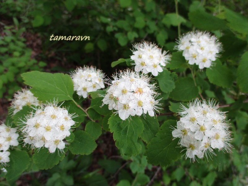 Спирея уссурийская / Таволга уссурийская (Spiraea ussuriensis)