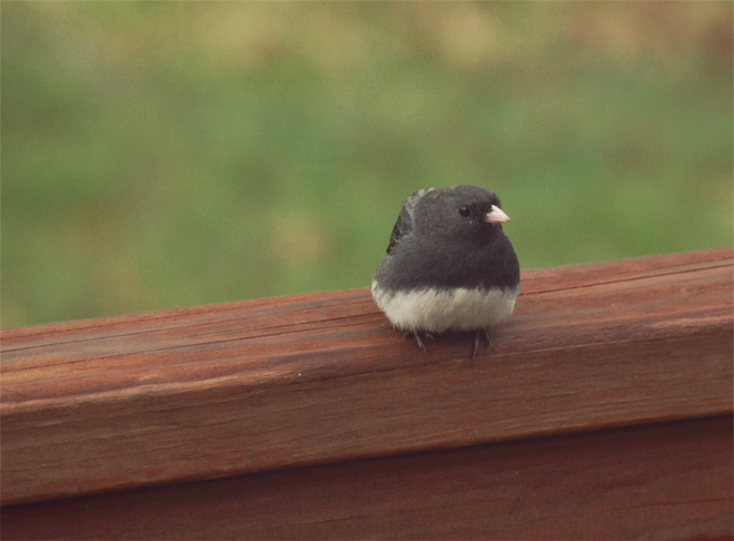 The Flying Clubhouse: Signs of Spring