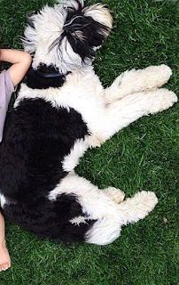 Giant Sheepadoodle Size