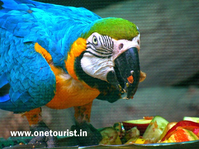  parrot , parrot bird , parrot images ,parrot photos , parrot wallpaper , parrot images download 