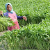 Budidaya Kangkung Darat