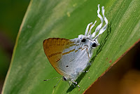 Hypolycaena amasa