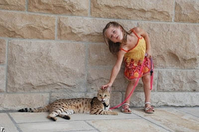 tallest domestic cat