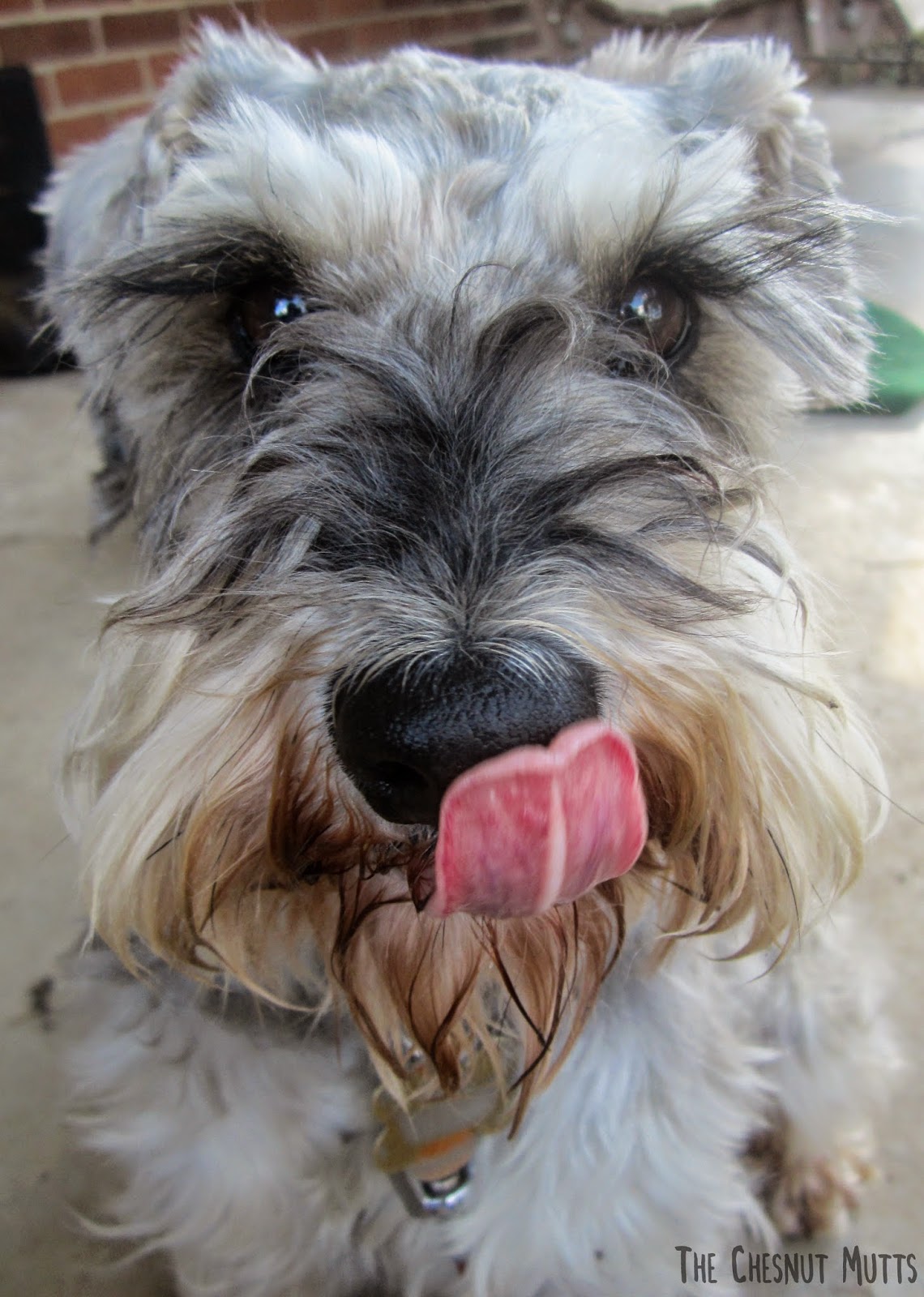 Dibble the schnauzer licking his lips