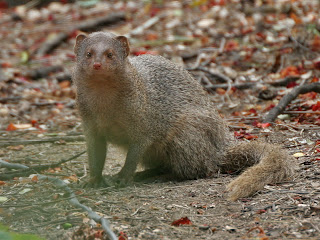 mongoose