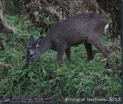 roe-deer-4