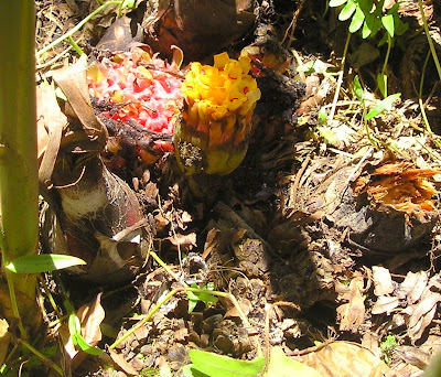 'Yellow panoon Etlingeria Siargao Island Philippines