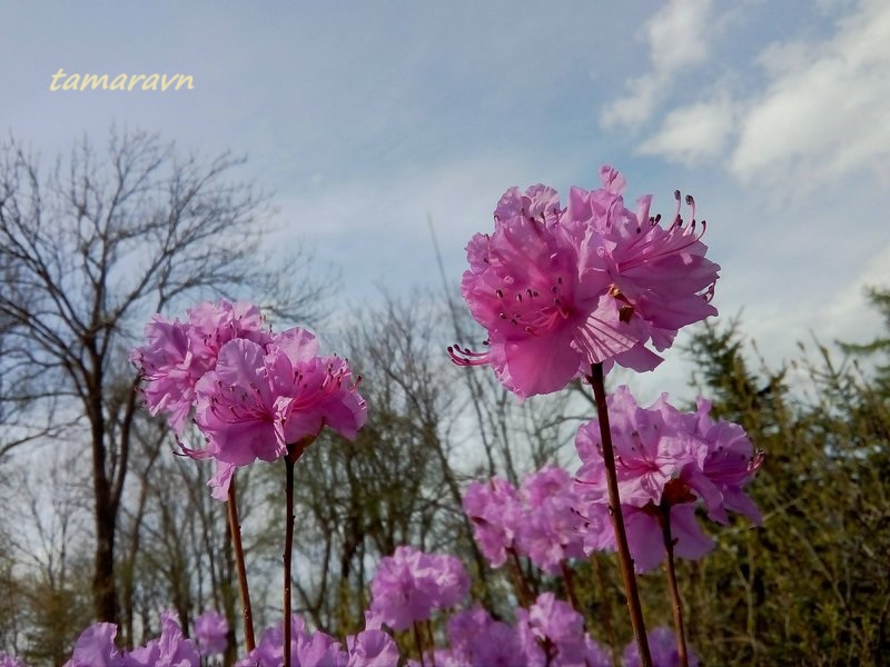 Рододендрон остроконечный (Rhododendron mucronulatum)