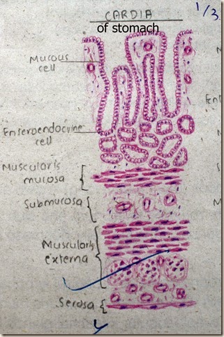 Cardia of stomach high resolution histology diagram