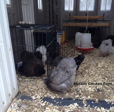 Bored chickens will peck each other