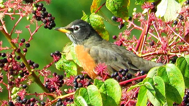 American Robins Feasting on Devil's Walking Stick Berries