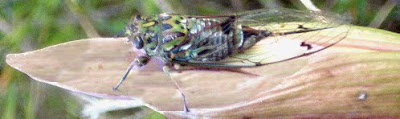 Cicada