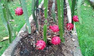 Panduan teknis budidaya buah naga