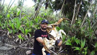 Kepiting Raksasa