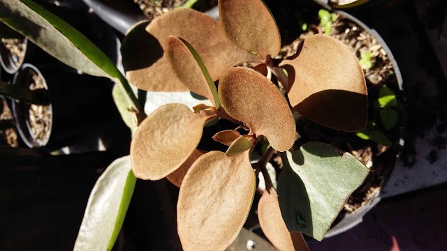 Cara Merawat Kalanchoe orgyalis 'Copper Spoon'