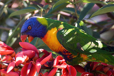 Rainbow Lorikeet Parrot Wallpaper