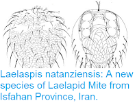https://sciencythoughts.blogspot.com/2016/05/laelaspis-natanziensis-new-species-of.html