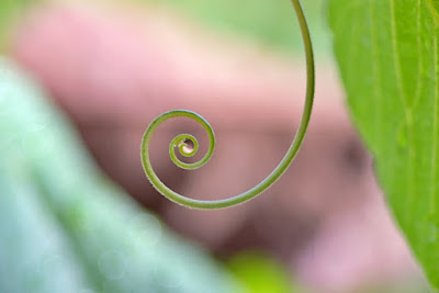 tendril spiral with bokeh background
