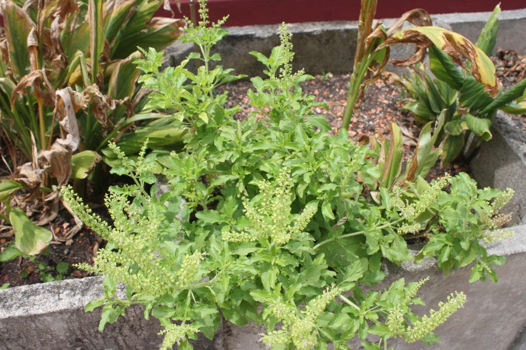 LI NA HERBS: February 2011