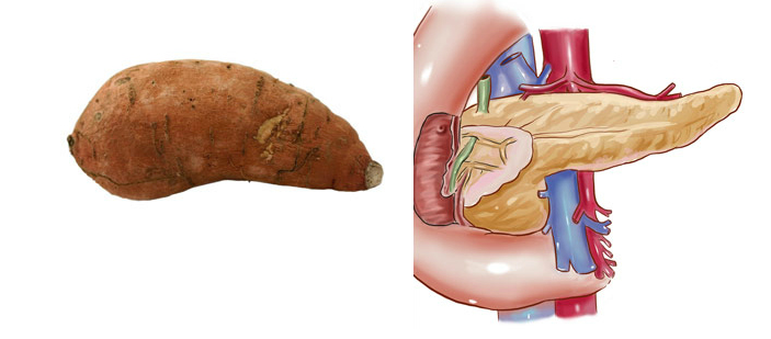 Sweet potato and pancreas