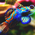 Mandarinfish - Mandarin Fish Facts