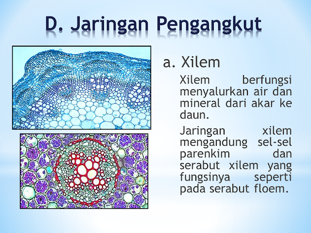 Jaringan Pengangkut