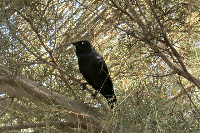 Australian Raven