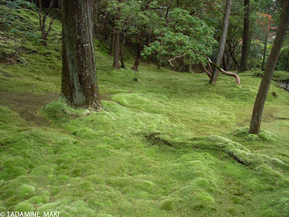 a velvety carpet of mosses, Saihoji Temple, Kyoto