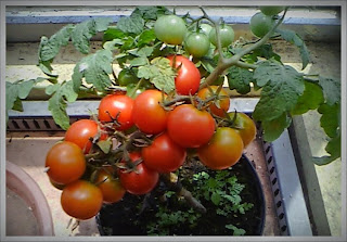 Menanam Tanaman Buah Tomat Di Dalam Pot