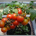 Panduan Menanam Tanaman Buah Tomat Di Dalam Pot