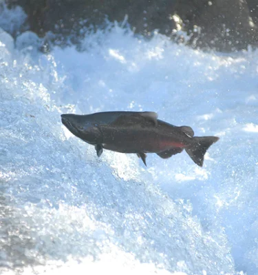 salmon swimming upstream