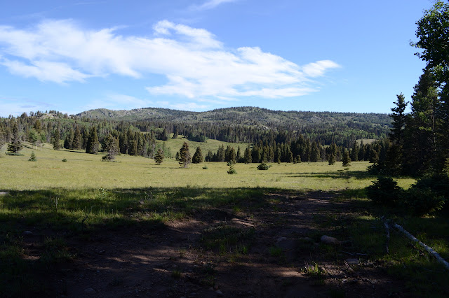 low hills covered in tree and meadow