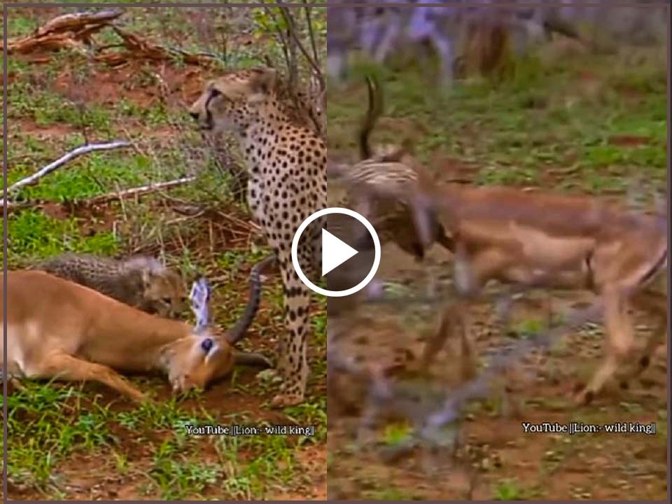 Impala acting to die to save its life from leopard