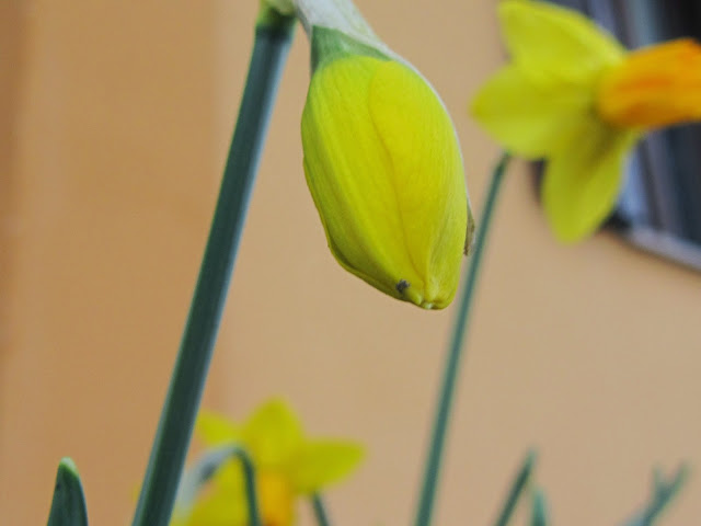 Bocciolo Narciso