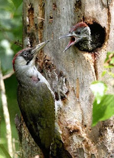 Macam Macam Jenis Burung  Pemakan Serangga dan Ciri cirinya 