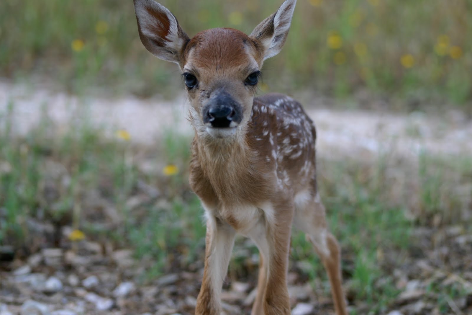 country bathroom wallpaper and now we have baby deer