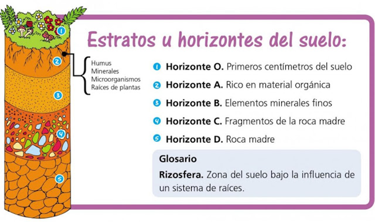 Estructura de los suelos. No todos los suelos tienen la misma estructura, pues las capas más superficiales en este modelo dependen de la presencia de seres vivos. En un desierto por ejemplo, solo tendríamos los horizontes D y C como en los desiertos del Gobi, o hasta el  horizonte B en el Sahara.