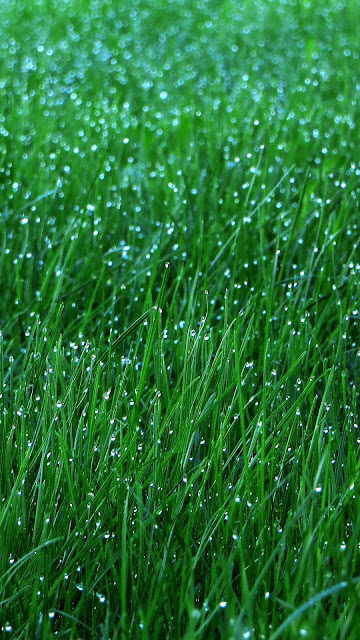 Wallpaper Grass, Dew, Drops, Green, Macro